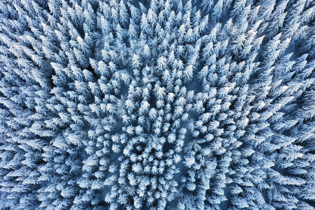 Le Saugeais : sapins enneigés - Novembre 2025